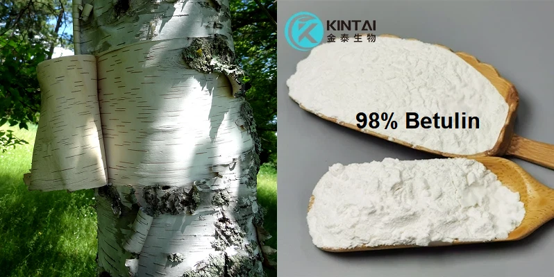 Birch bark extract Birch bark extract